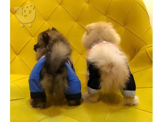 Όμορφα Pomeranian Puppies
